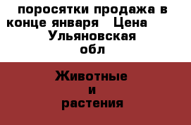 поросятки продажа в конце января › Цена ­ 1 - Ульяновская обл. Животные и растения » Другие животные   . Ульяновская обл.